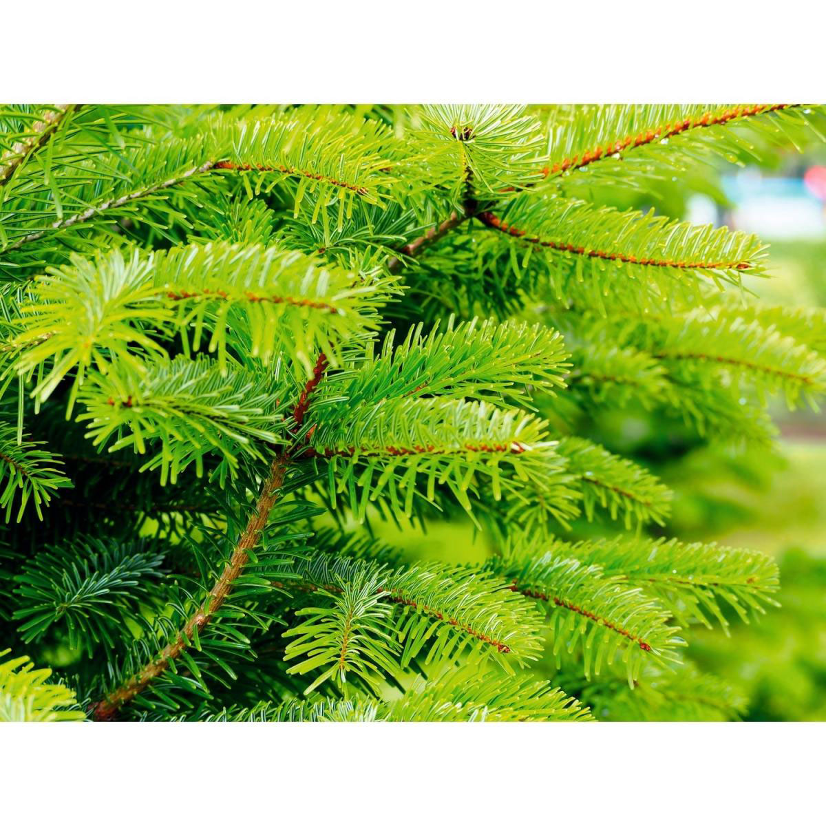 Nordmanntanne geschlagen Gold 150-200cm Bild 2