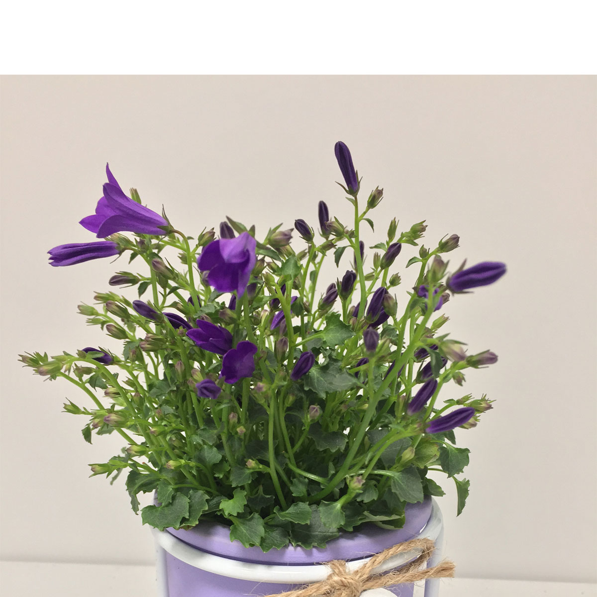 Plantiflor  Glockenblume lila/weißer Topf T6