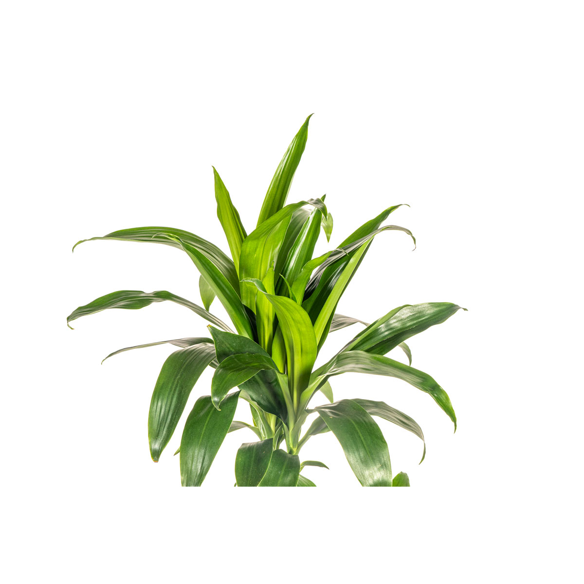 Duftender Drachenbaum „Lisa“, Topf Ø 21 cm Bild 3