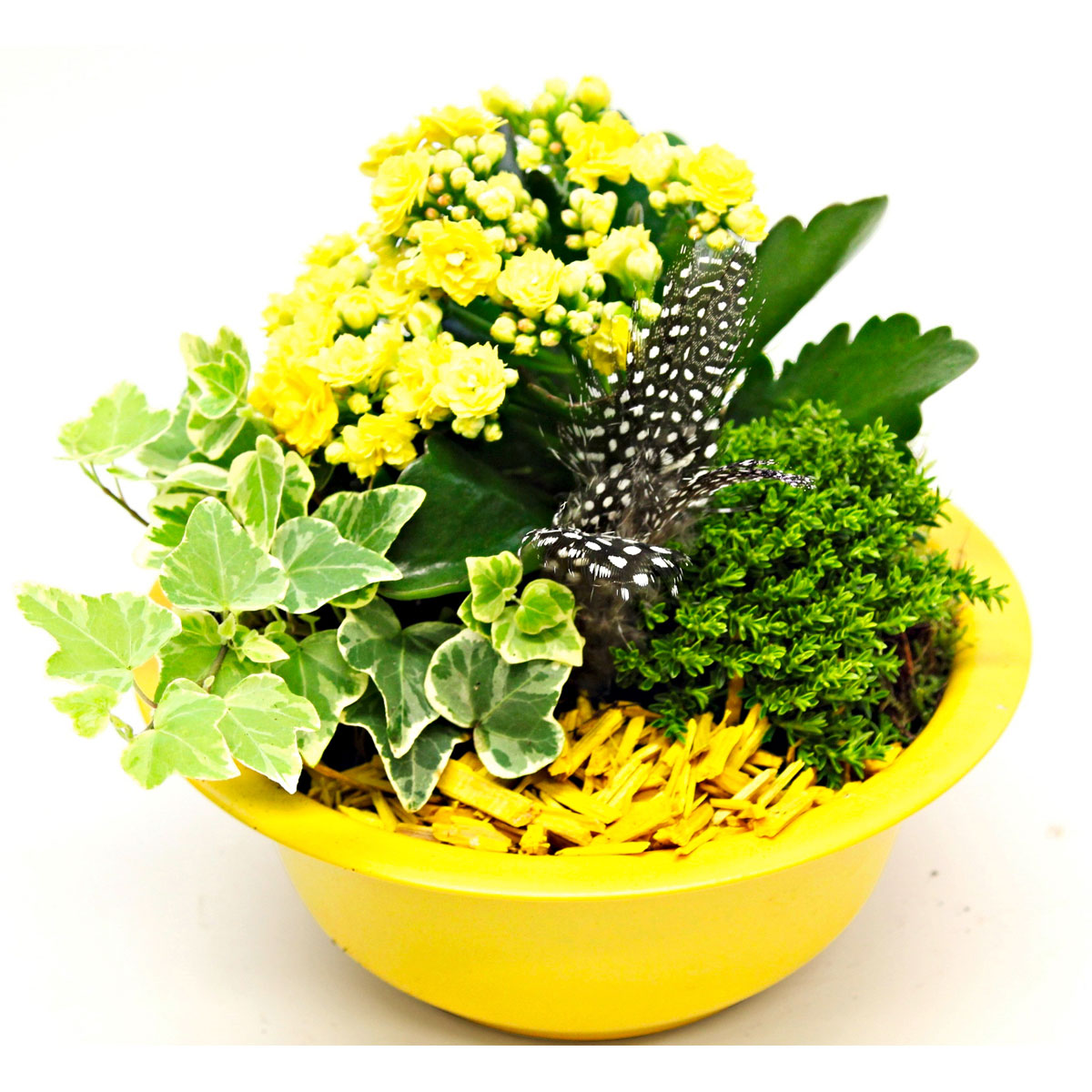 Plantiflor  Bepflanzte Gefäße mit Oster-Deko Bild 2