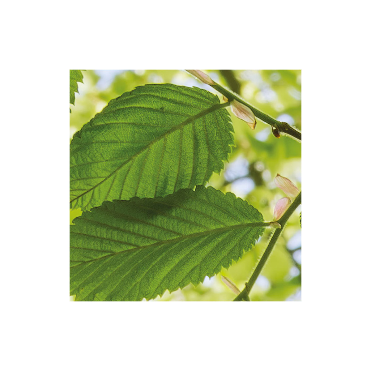 Komar  Vlies Fototapete Im Frühlingswald 450x280 cm Bild 7