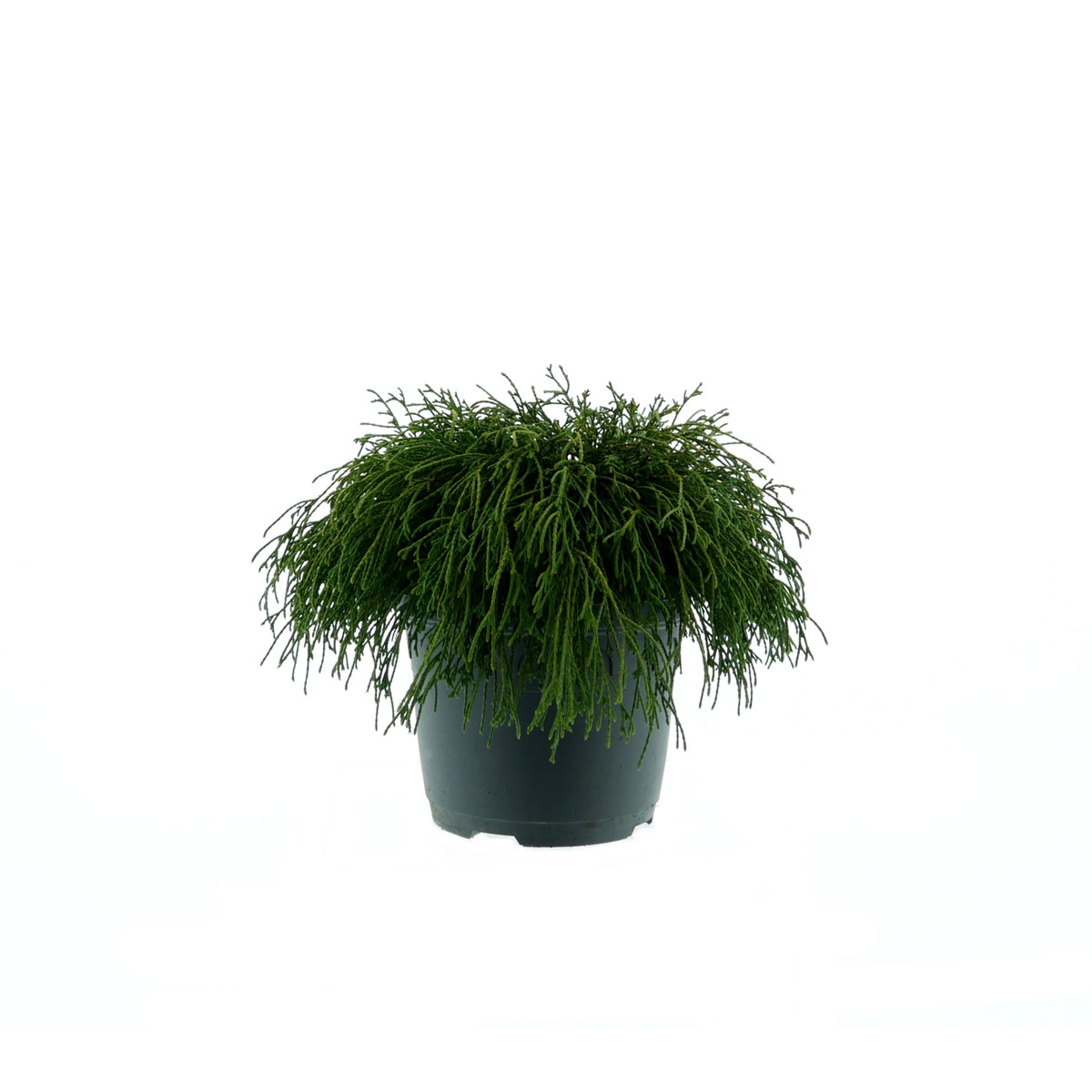 Plantiflor Grüne Zwerg-Fadenzypresse Filifera Nana Topf Durchmesser 23 cm