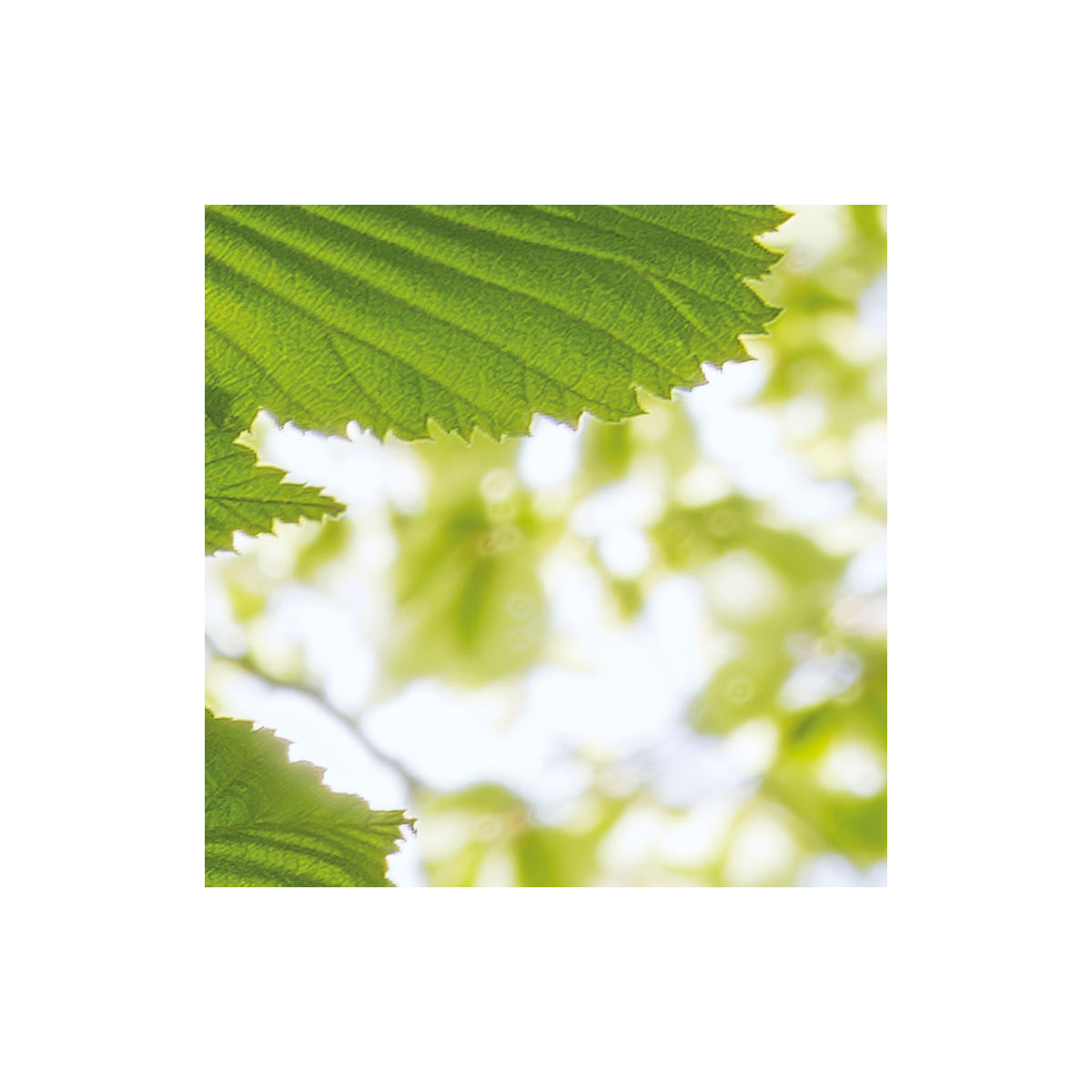 Komar  Vlies Fototapete Im Frühlingswald 250x280 cm Bild 5