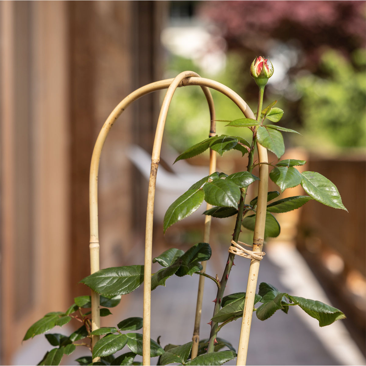 Windhager  Bambus-Rankbogen 60 cm Bild 2