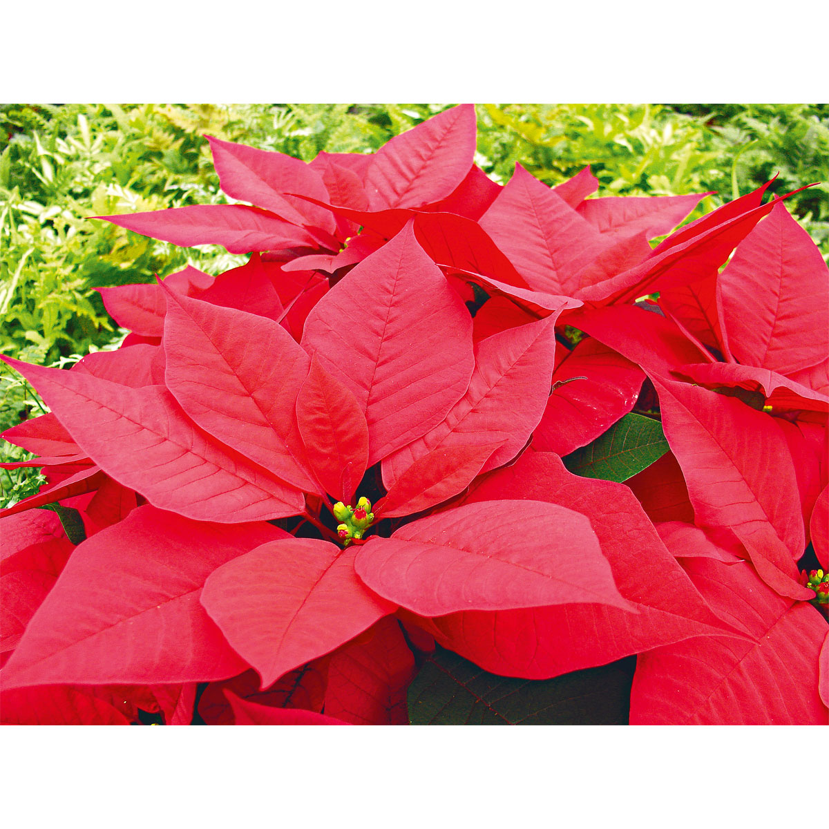 Plantiflor  Weihnachtsstern Euphorbia pulcherrima ca 35 cm Bild 5