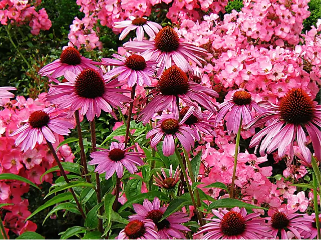 Blütenbild mit rosafarbenen Echinacea