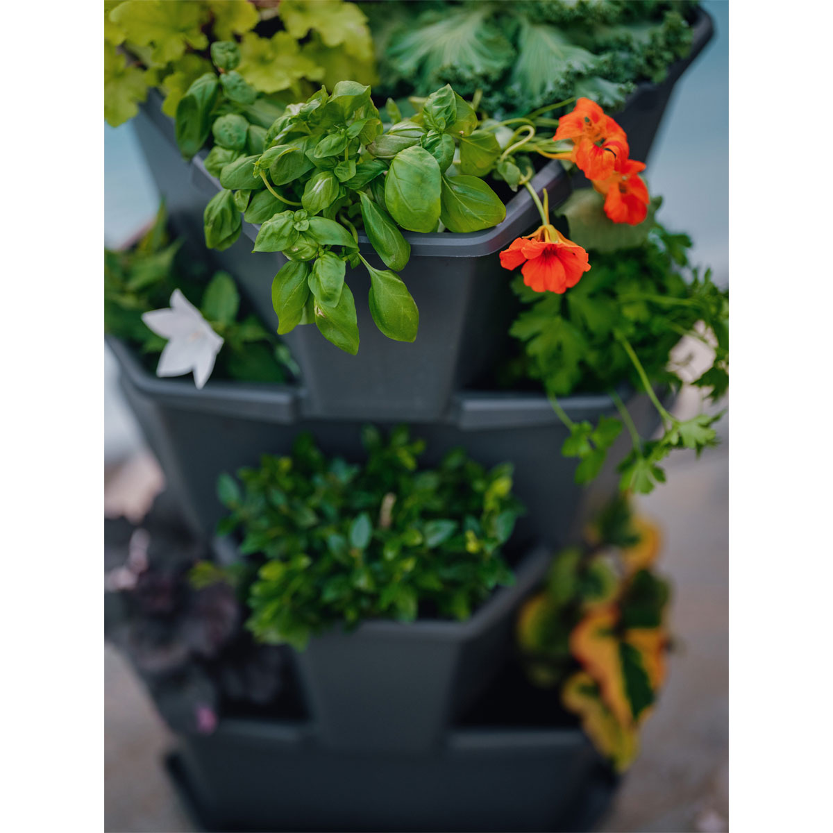 Anzuchtsgefäß Paul Potato anthrazit 4er Set Bild 4