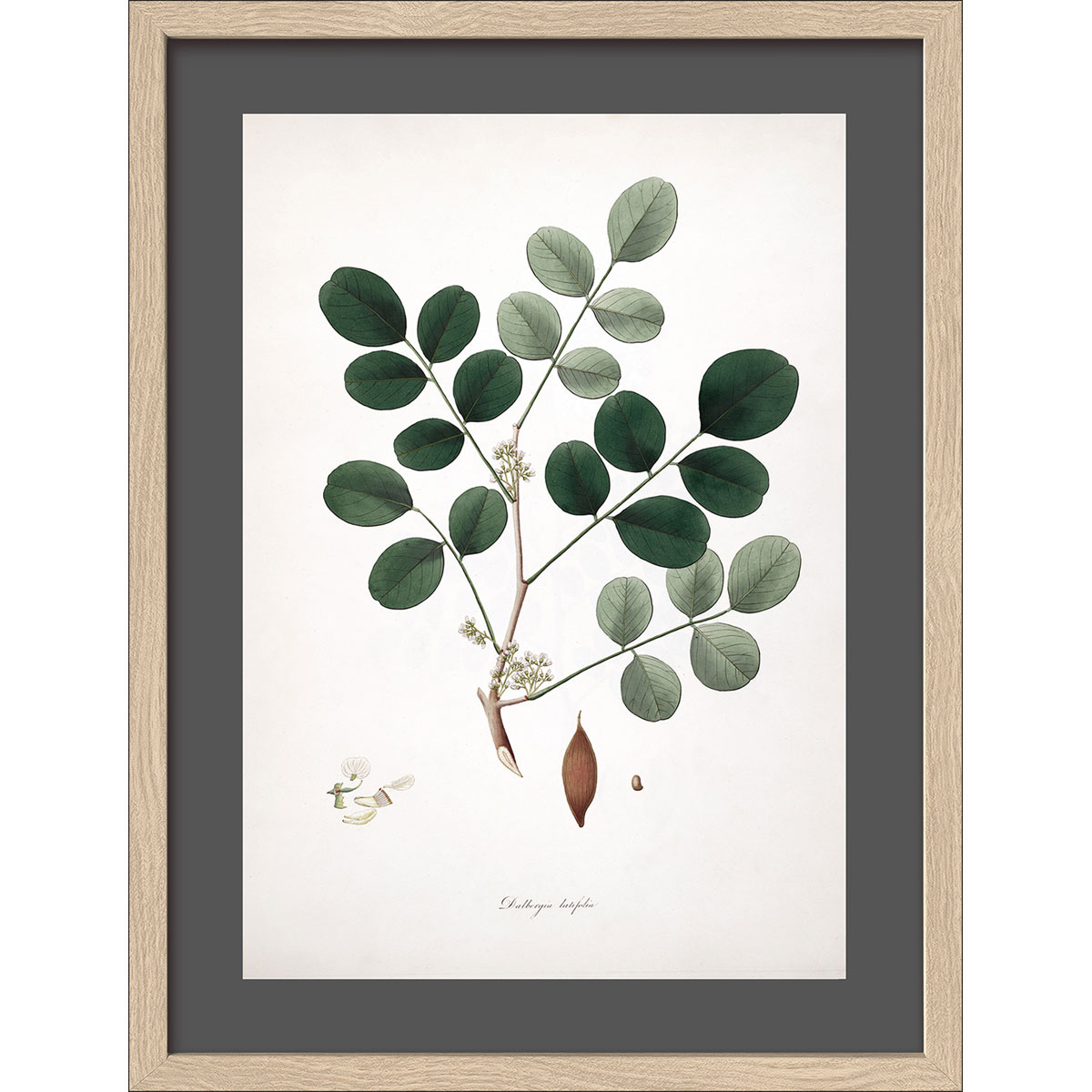 Framed-Art AN1310B25 30 x 40 33 x 43