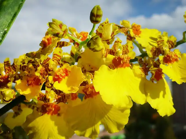 Gelbe Orchideenblüten blühen unter blauem Himmel an einem sonnigen Tag im Freien.