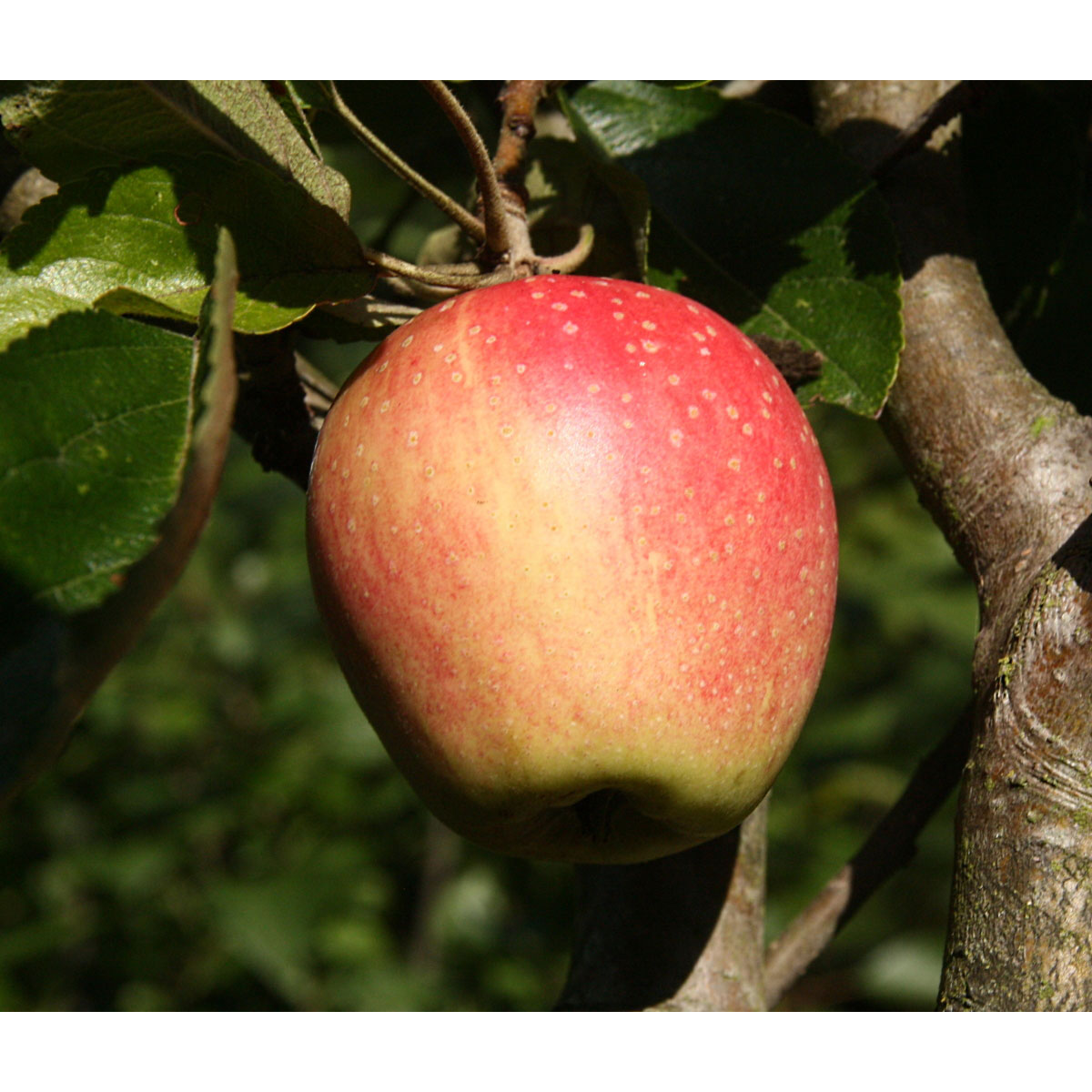 Apfel Finkenwerder Herbstprinz
