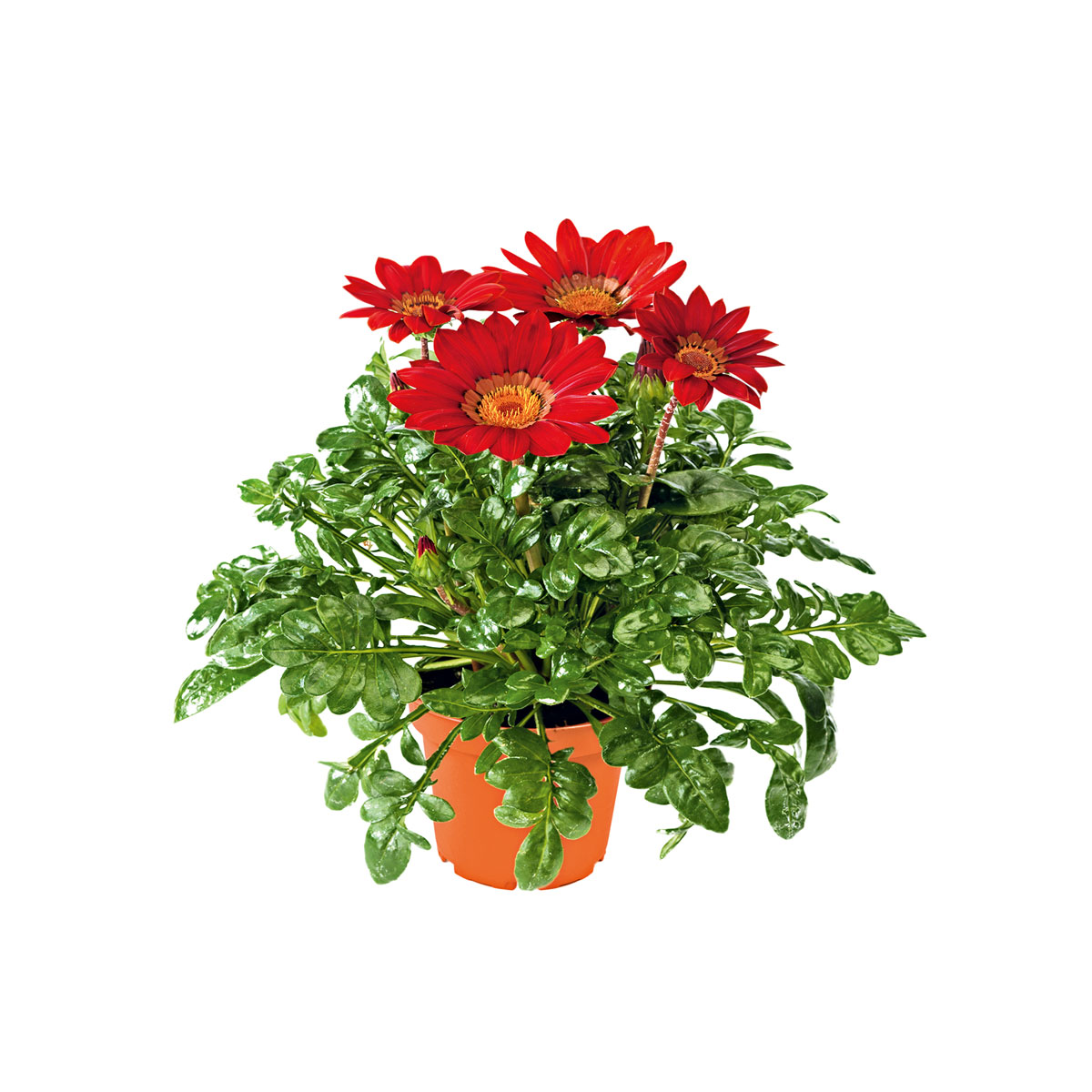 Plantiflor  Mittagsgold Topf Durchmesser 13 cm Bild 3