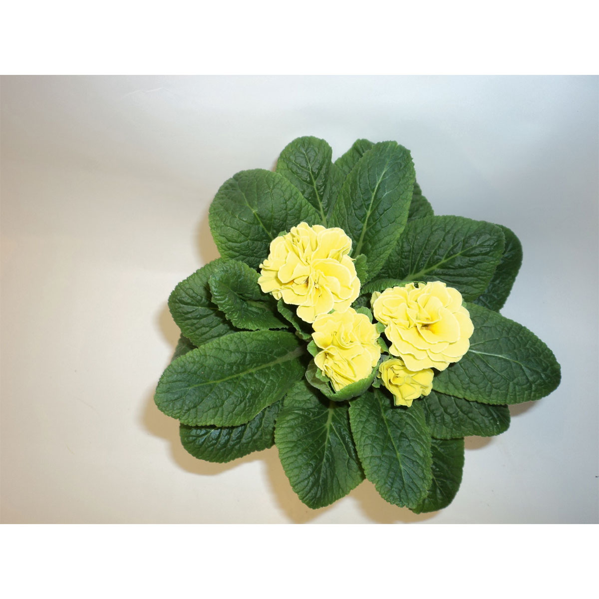 Plantiflor  Primeln Sonderfarben Topf Durchmesser 11 cm Bild 2