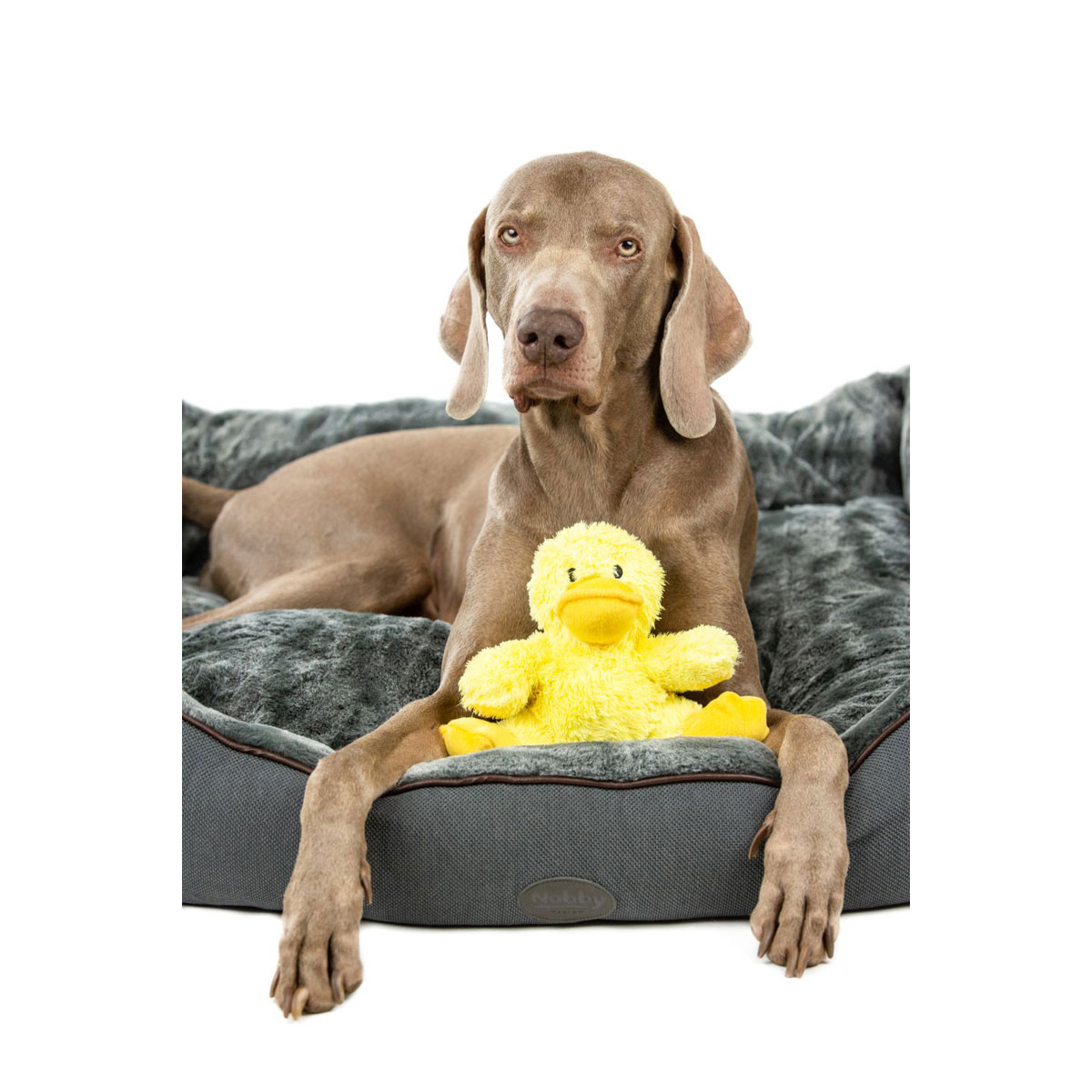 Pfotenschutz & Socken