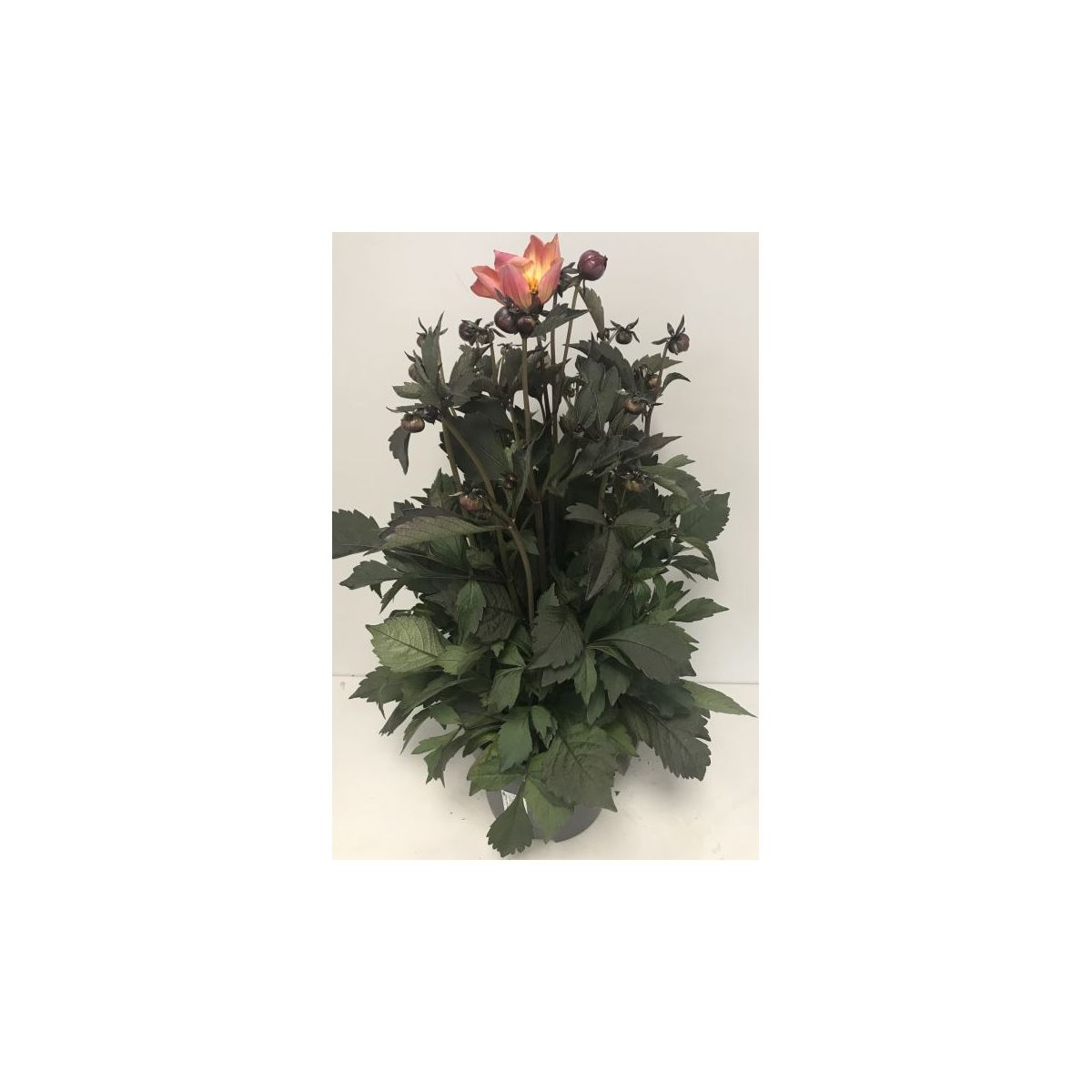 Plantiflor  Dahlie dunkellaubig 3 L