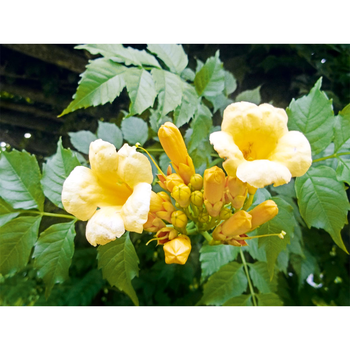 Plantiflor Amerikanische Klettertrompete Flava Topf Durchmesser 17 cm