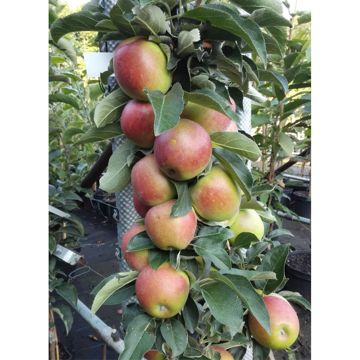 Säulenapfel Redcats A 2