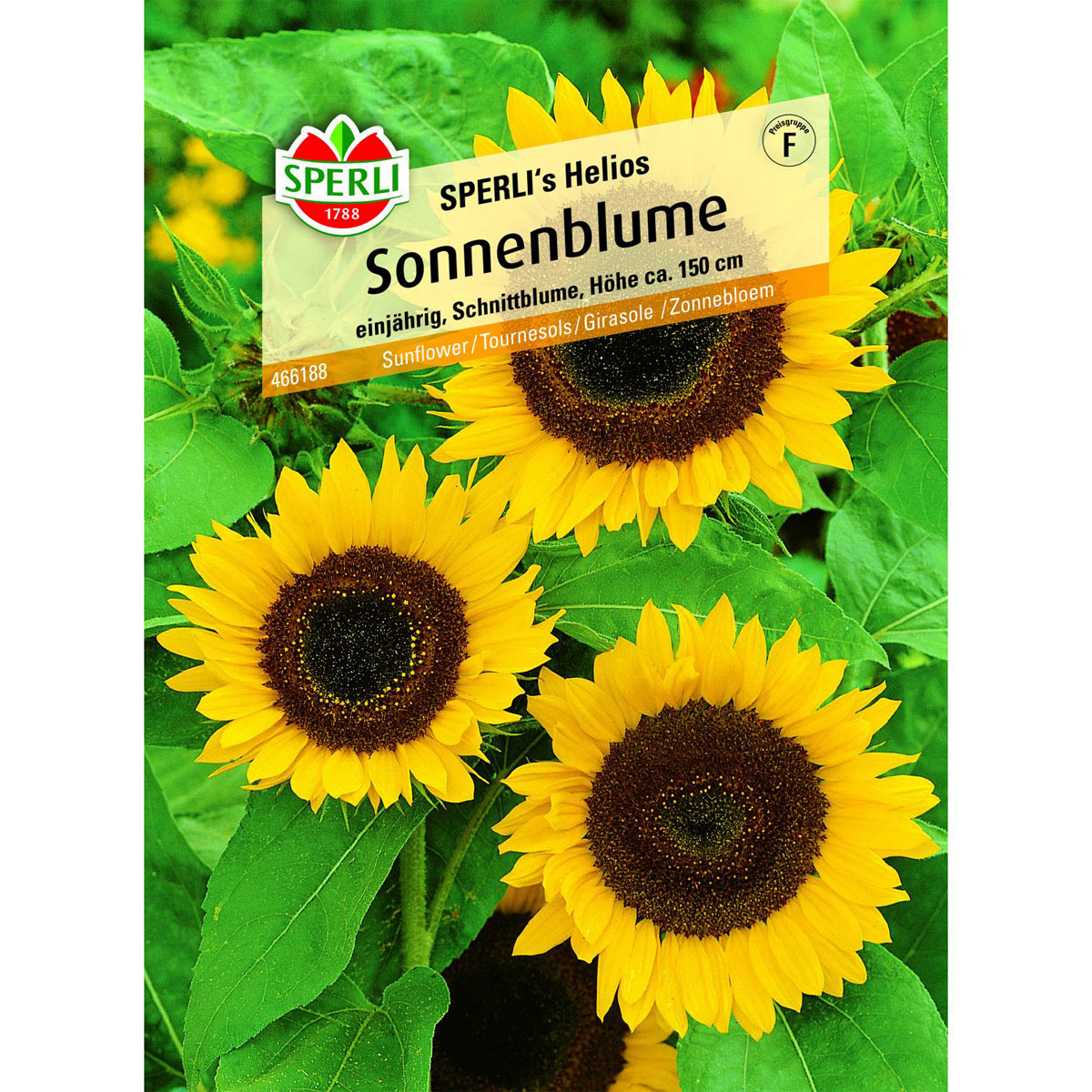 Sonnenblume SPERLIS´s Helios 150 cm Bild 1