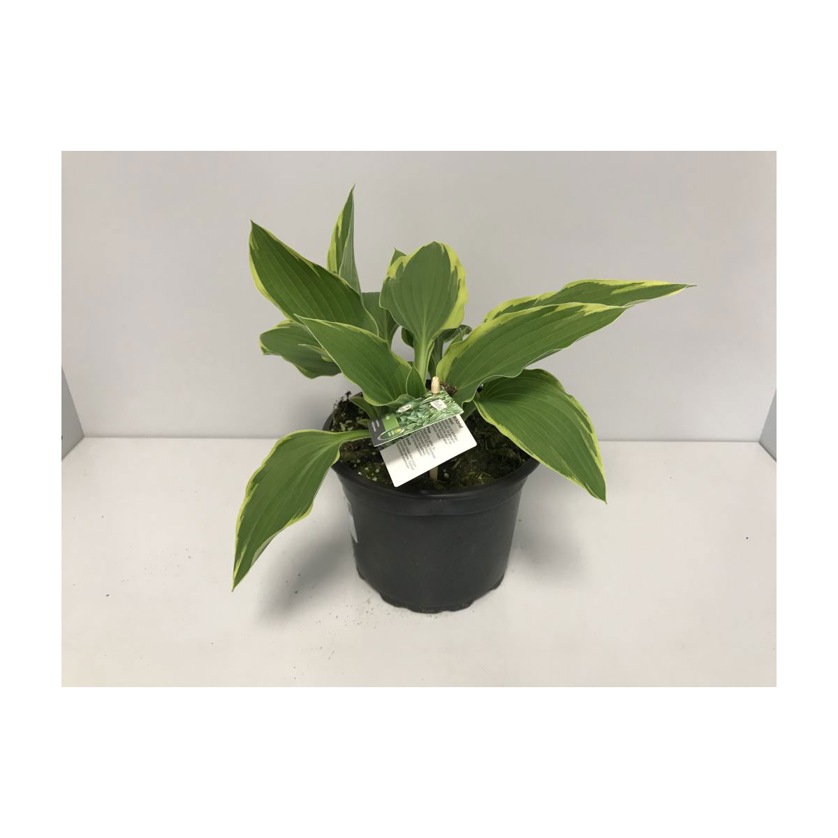 Plantiflor  Funkie 2 L Topf