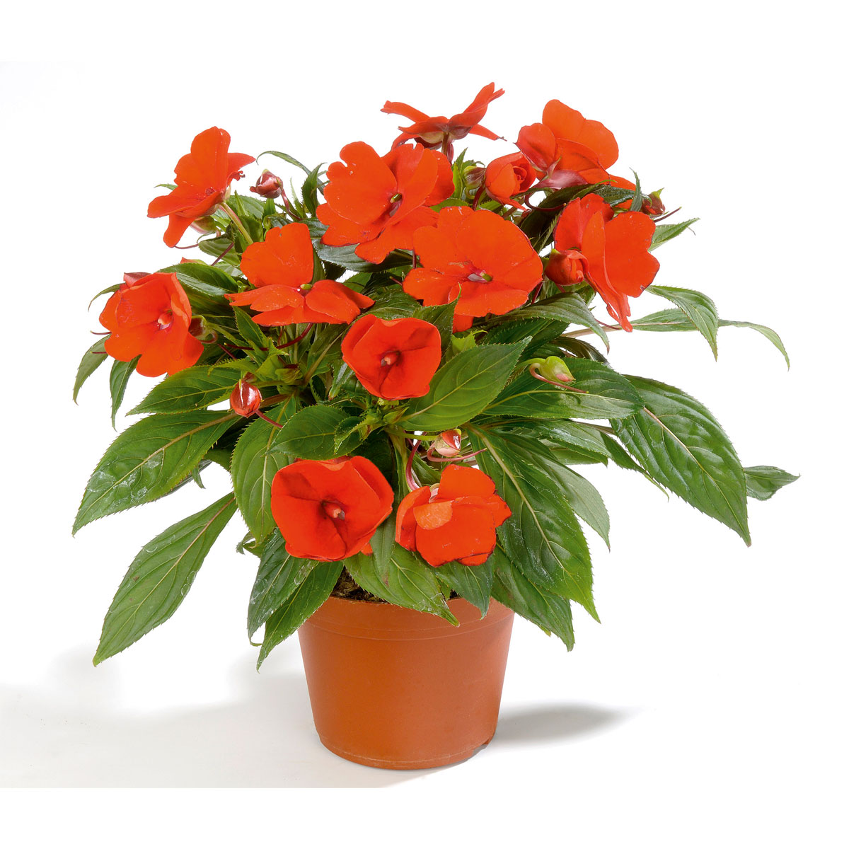 Plantiflor  Edellieschen T12 versch Farben Bild 3