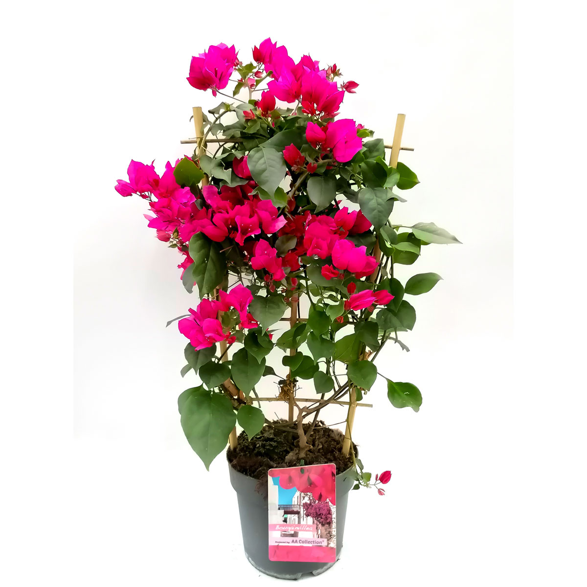 Plantiflor  Bougainville am Spalier 70-75 cm T21