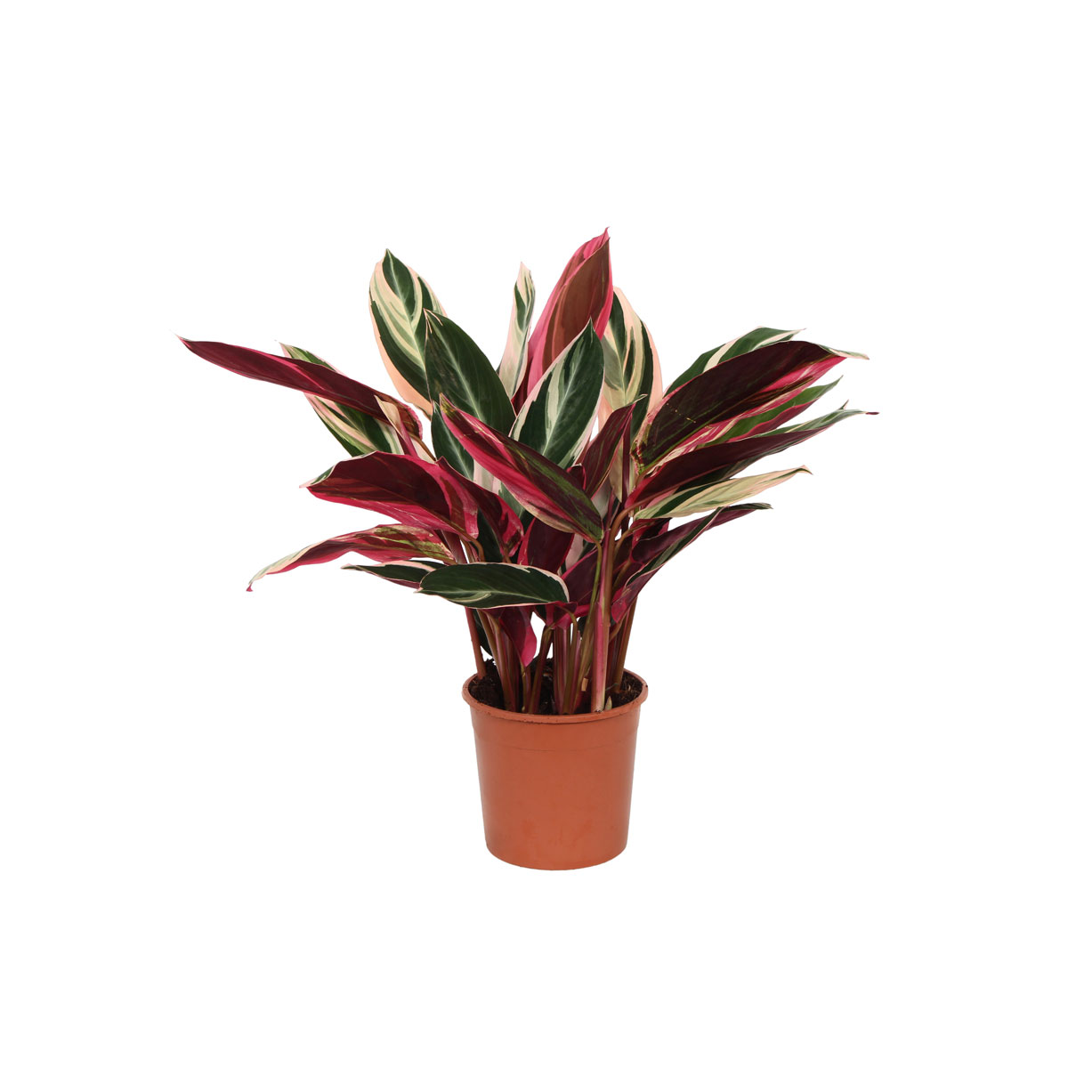 Korbmarante Topf- Durchmesser 14 cm