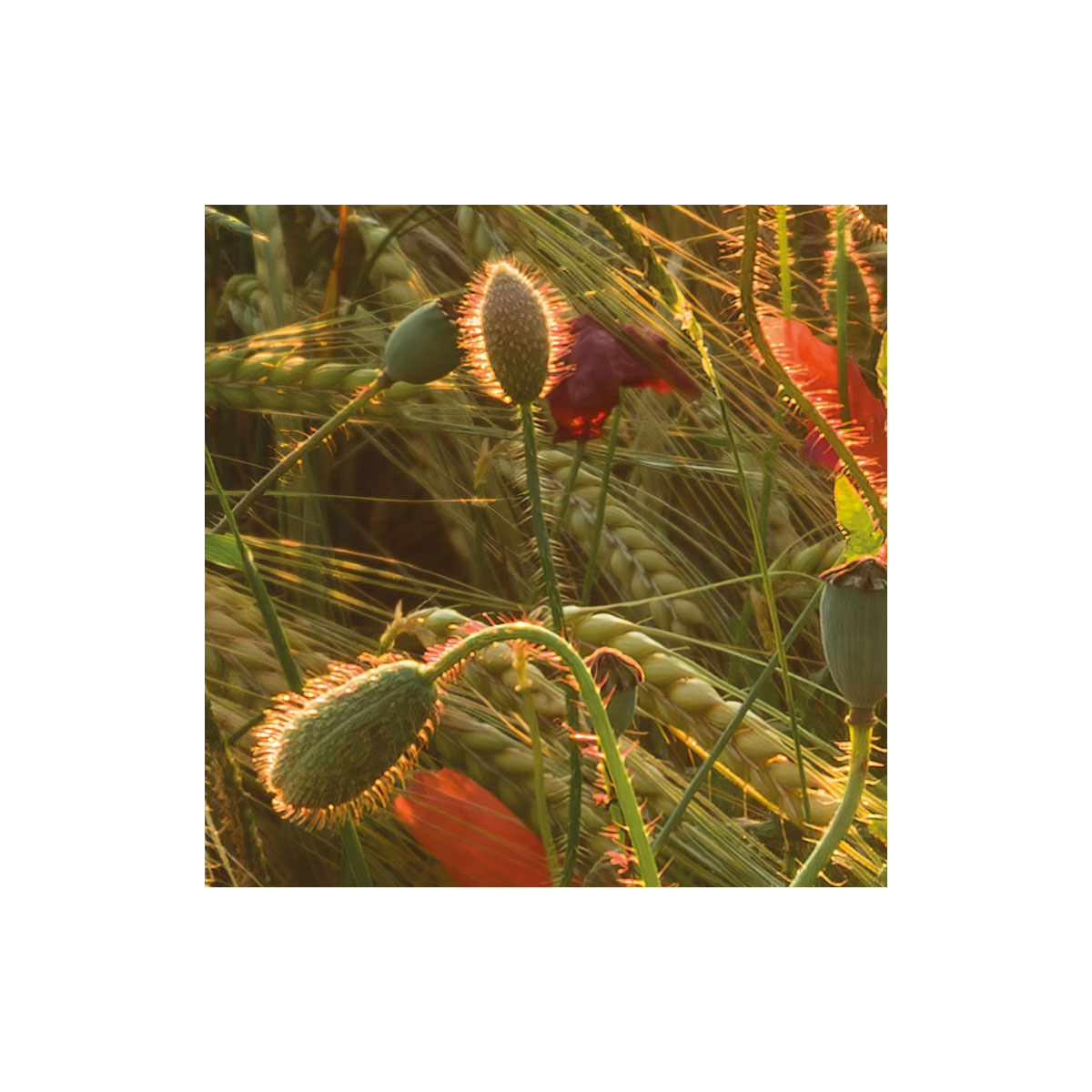 Komar  Vlies Fototapete Poppy World 450x280 cm Bild 6