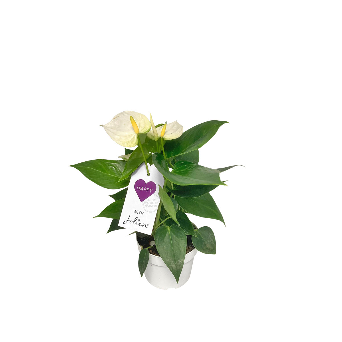 Plantiflor  Flamingoblume Ton in Ton Topf- Durchmesser 10,5 cm Bild 5