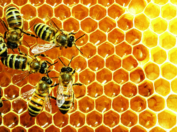 Honigwabe mit mehreren Bienen