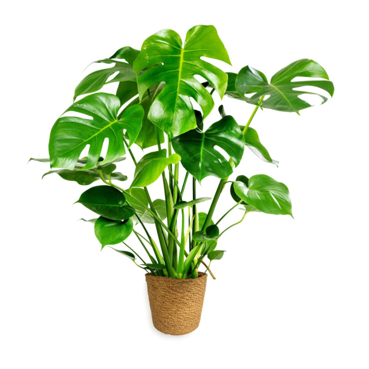 Plantiflor  Fensterblatt 45-50 cm T 14