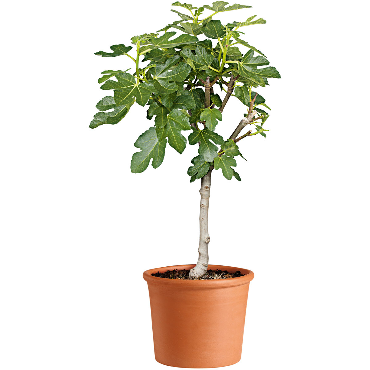 Übertopf Cilindro Bordato 12 cm Bild 4