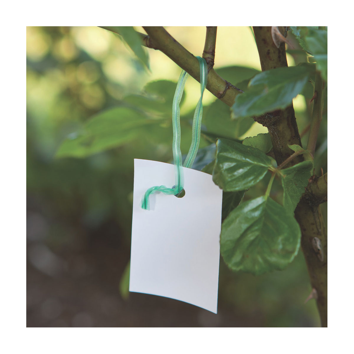 Windhager Drehbinder 100 Stück Bild 3