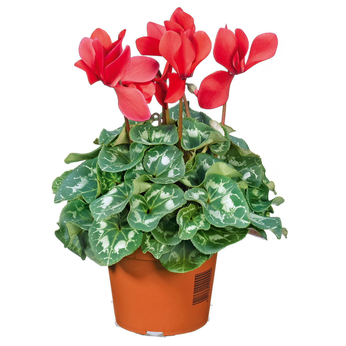 Plantiflor  Alpenveilchen Topf Durchmesser 10,5 cm Bild 3