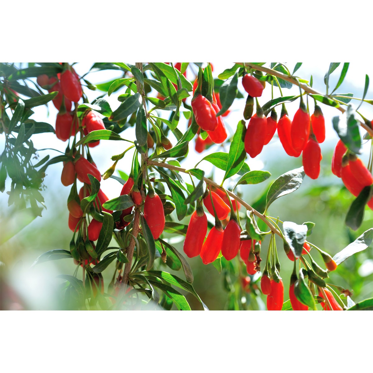 Plantiflor Goji Beere Topf Durchmesser 17 cm Bild 1