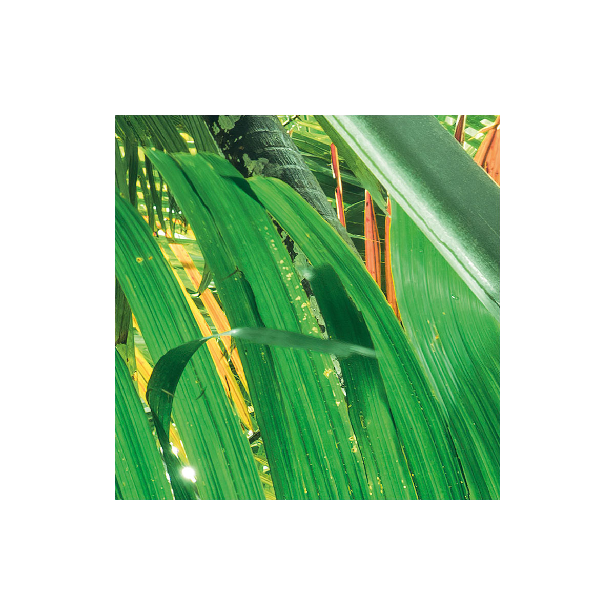 Komar  Vlies Fototapete Dschungeldach II 450x280 cm Bild 4