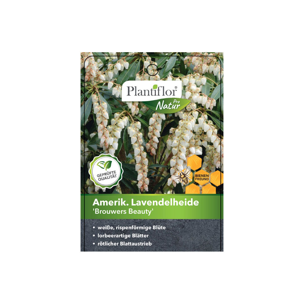 Plantiflor Japanische Lavendelheide Brouwers Beauty Topf Durchmesser 17 cm