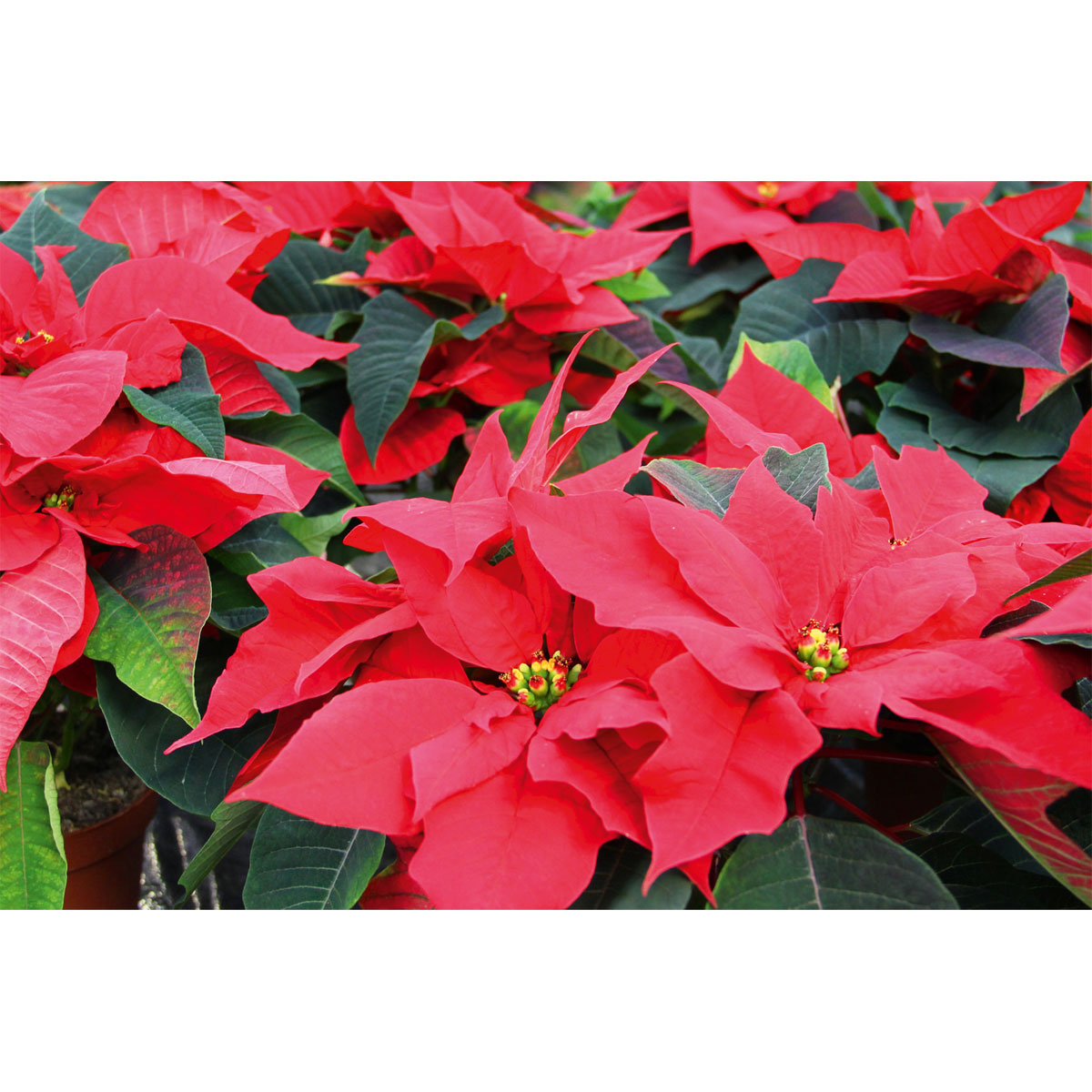 Plantiflor  Weihnachtsstern Topf Durchmesser 9 cm Bild 2