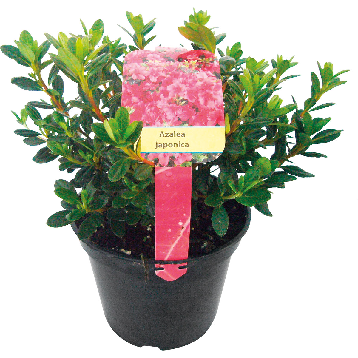 Plantiflor Japanische Azaleen verschiedene Sorten Topf Durchmesser 17 cm