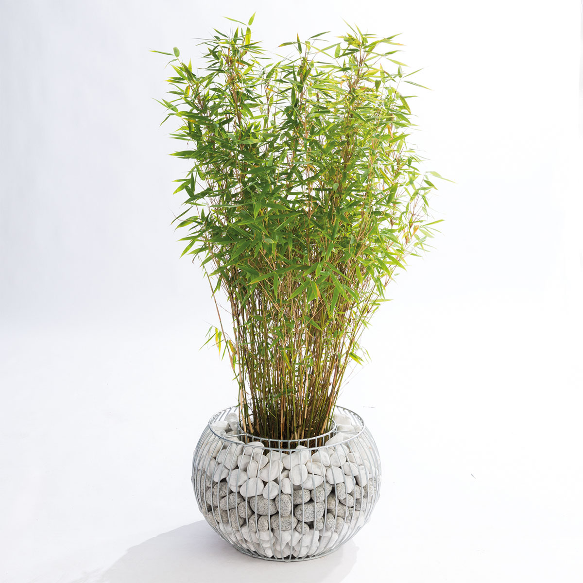 Wilk Gabionen-Pflanzgefäß Olympia L Bild 2