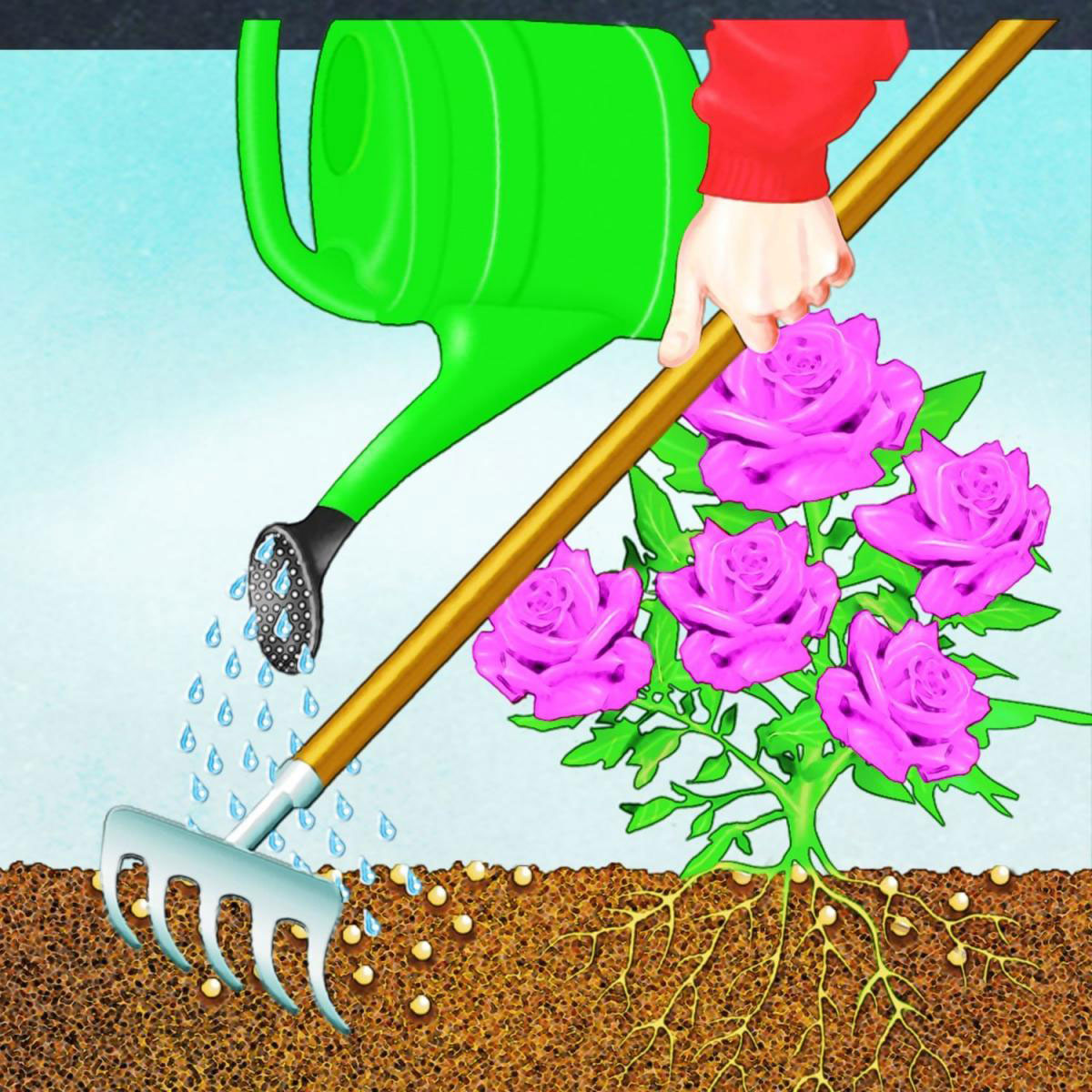 Compo BIO Rosen Langzeit-Dünger mit Schafwolle 2 L Bild 2