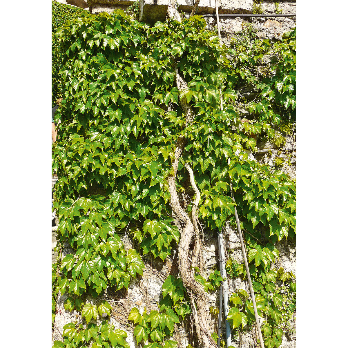 Plantiflor Wilder Wein Topf Durchmesser 17 cm Bild 6