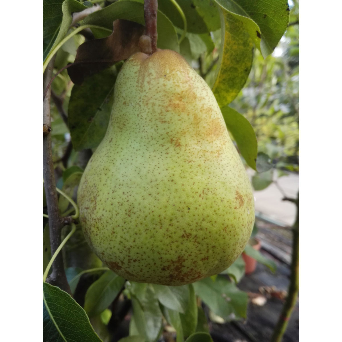 Birne Vereinsdechant