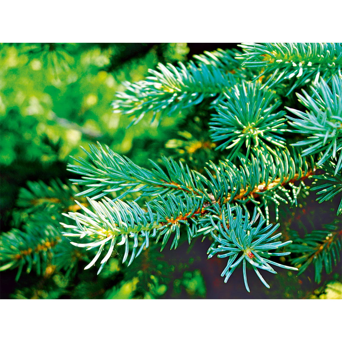 Plantiflor Nordmanntanne auf Holzkreuz 80-100 cm Bild 2