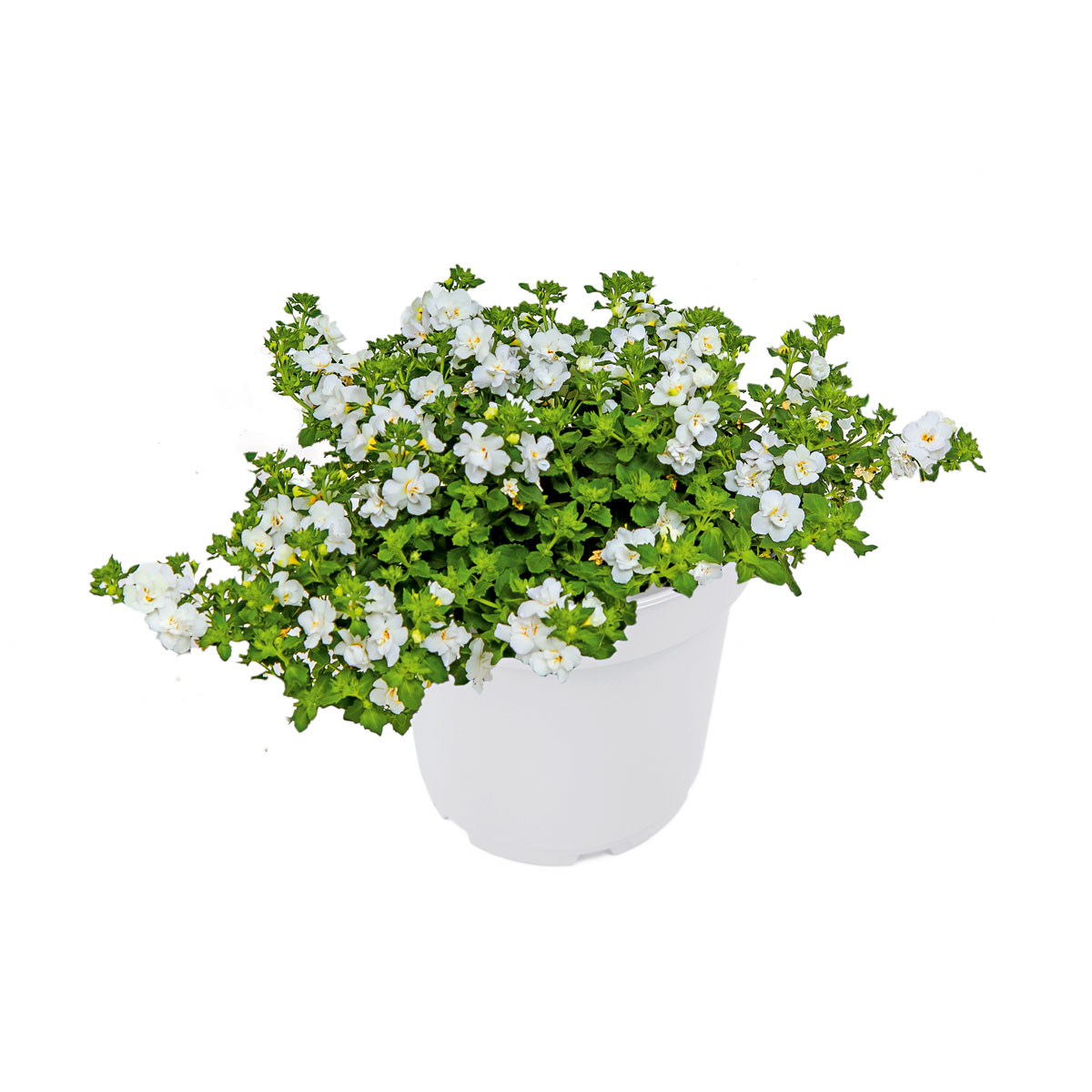 Plantiflor  Schneeflockenblume T13 Bild 1