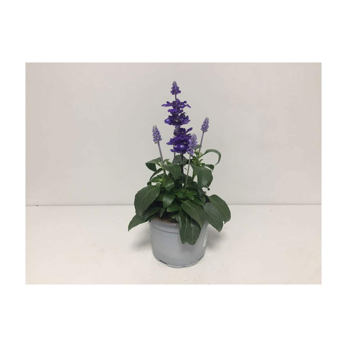 Plantiflor  Mehlsalbei T12