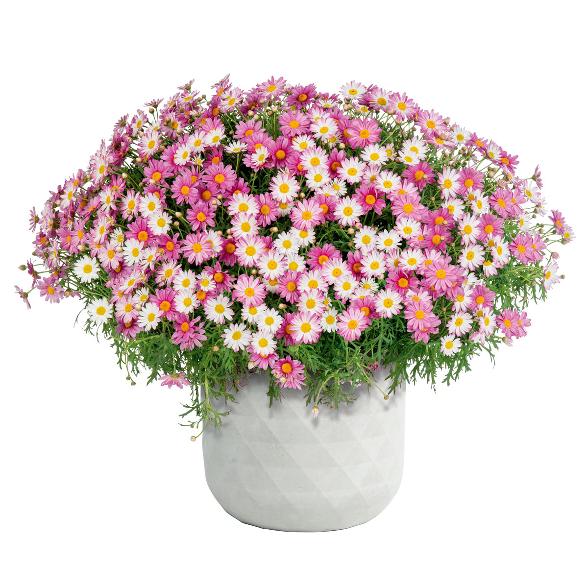 Haveson Pflanztopf Big Diamond 44 x 44 x 44 cm weiß Bild 2