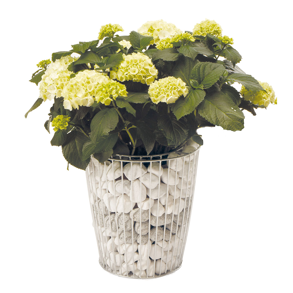 Wilk Gabionen-Pflanzgefäß Rino M Bild 2