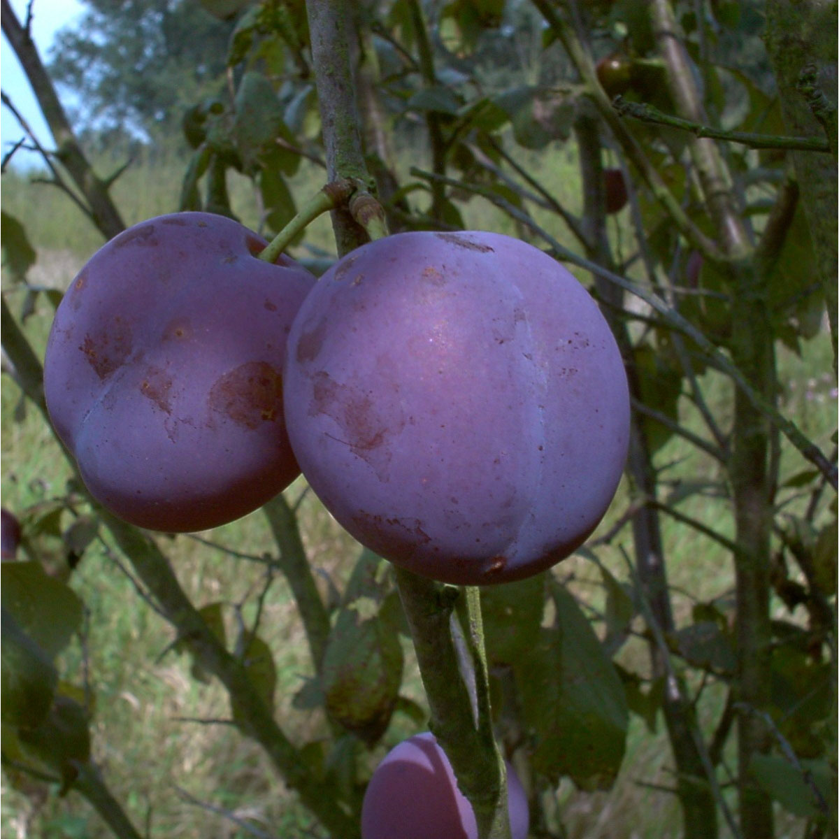 Pflaume Bühler Frühzwetsche