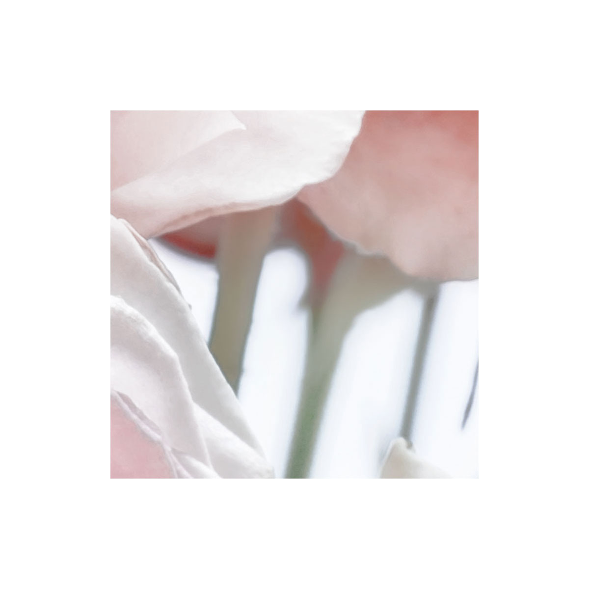 Komar  Papier Fototapete Spring Roses 368x254 cm Bild 8