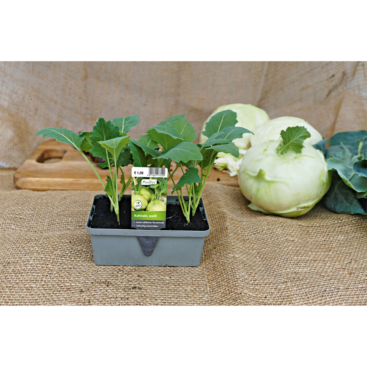 Plantiflor  Gemüsejungpflanze Kohlrabi blau 6er-Pack