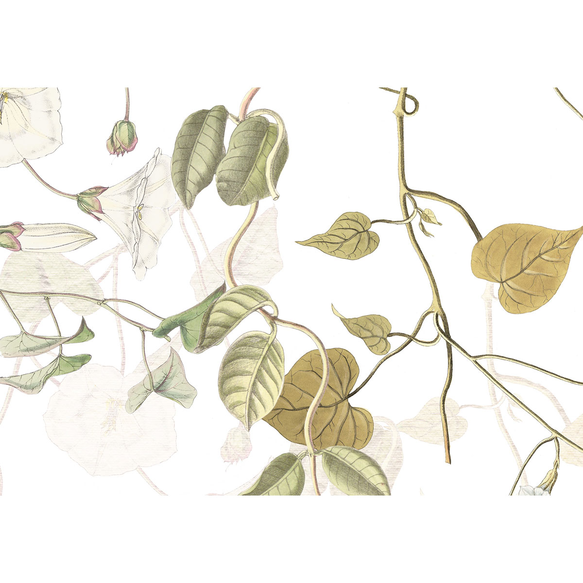 Komar  Vlies Fototapete Hedera 300x280 cm Bild 4